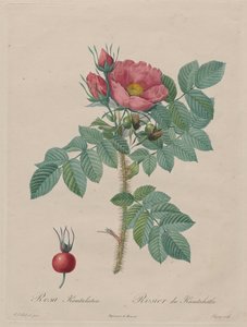 Kamtschatka-Rose (Rosa Kamtschatica), aus Redouté, Les Roses, Paris, 1817–1824